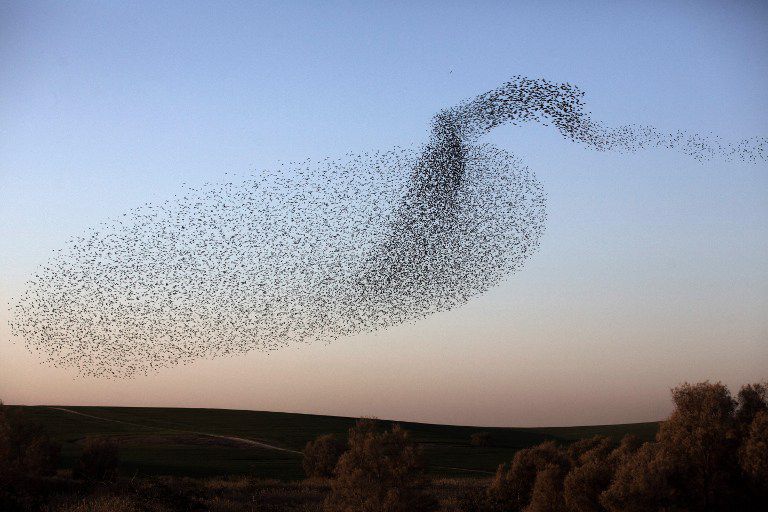 4 Fakta Starlings Murmuration, Ribuan Burung Terbang Tanpa Arah