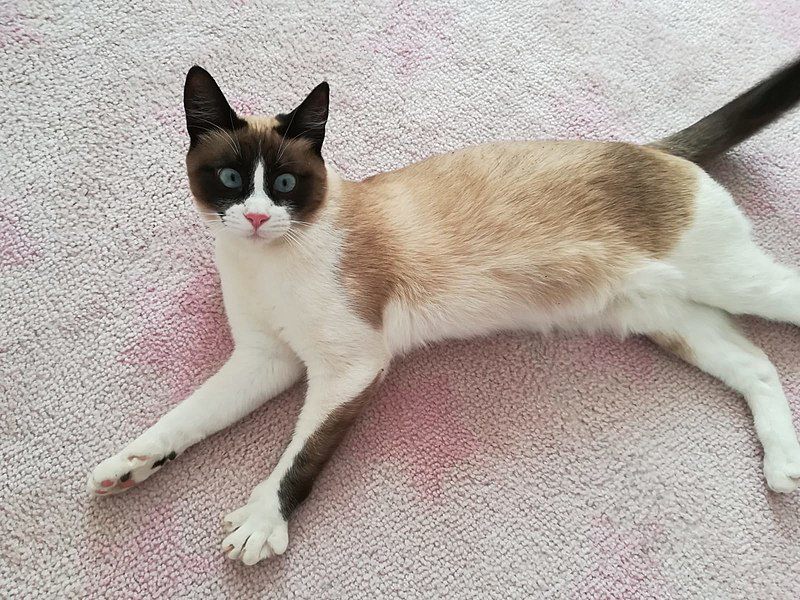 4 Fakta Menarik Kucing Snowshoe, si Cantik dengan Kaus Kaki Putih