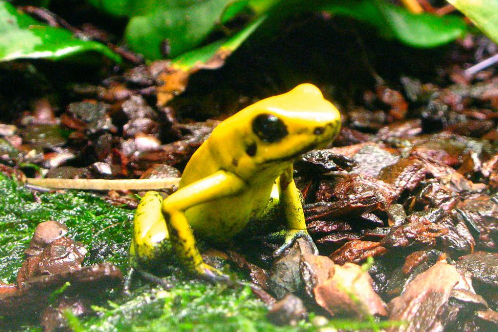 5 Ancaman Katak Panah Emas Beracun, Dapat Membunuh 10 Orang!