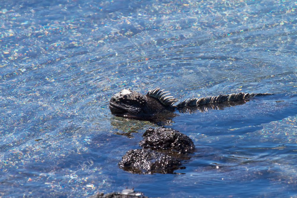 5 Kemampuan Unik Iguana Laut Bisa Menyelam Hingga Kedalaman