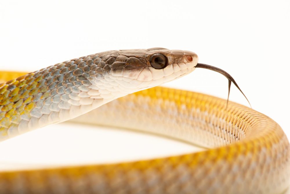 7 Fakta Unik Golden Tree Snake, Spesies Ular Terbang Terbesar!