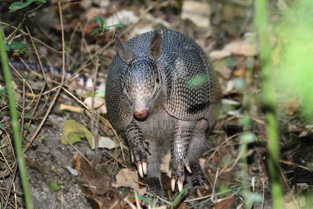 5 Hal Unik Armadillo Bergaris Sembilan yang Bikin Kamu Terpesona