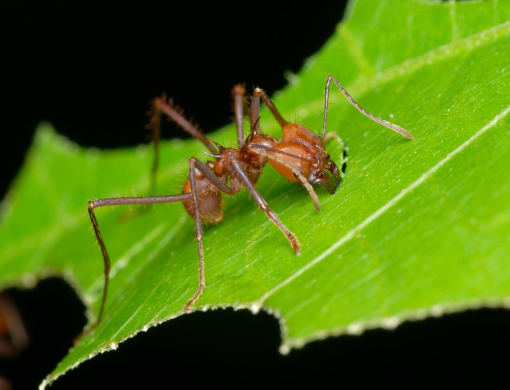 5 Spesies Semut Daun, Koloni yang Memiliki Aktivitas Unik