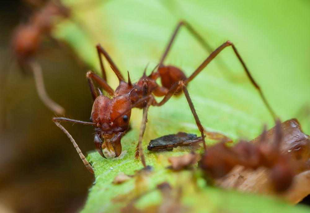 5 Spesies Semut Daun, Koloni yang Memiliki Aktivitas Unik