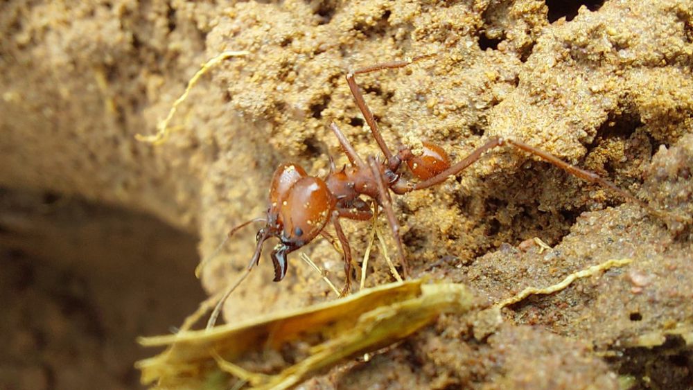 5 Spesies Semut Daun, Koloni yang Memiliki Aktivitas Unik