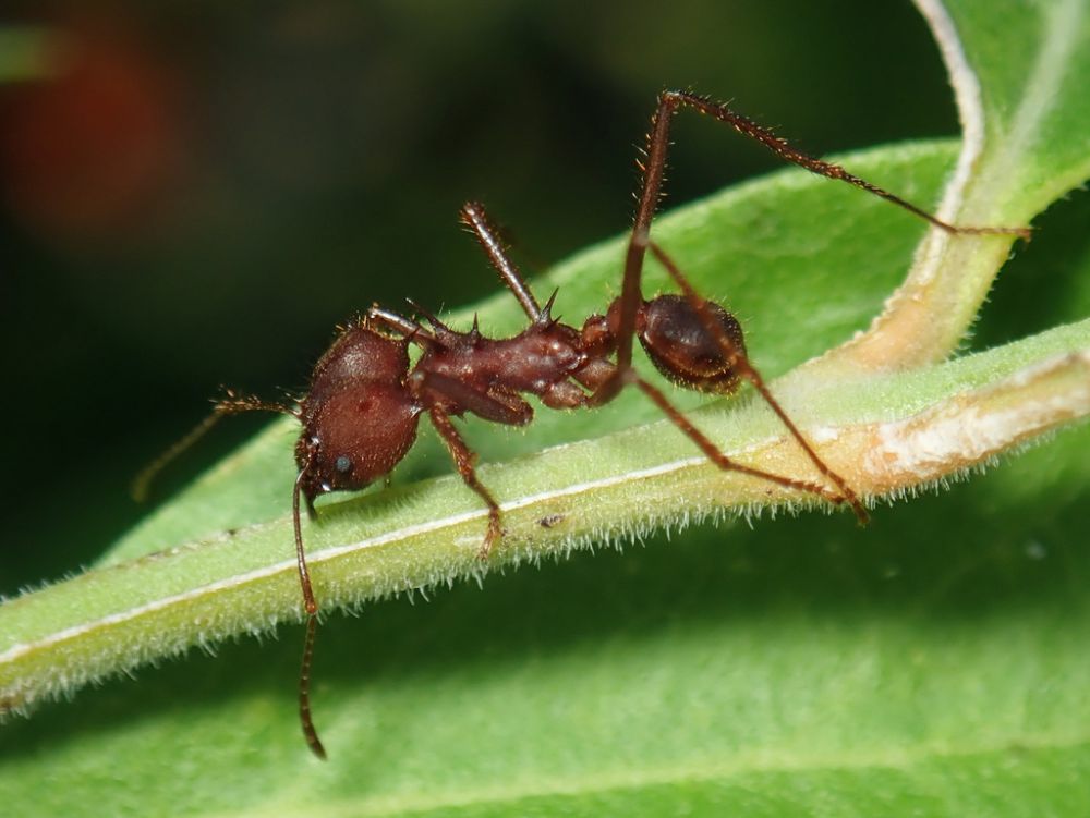 5 Spesies Semut Daun, Koloni yang Memiliki Aktivitas Unik