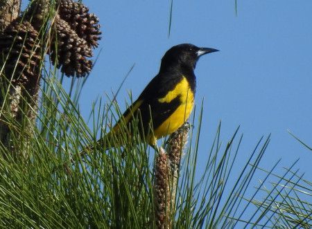 5 Fakta Bahama Oriole, Bernyanyi Bersama untuk Melindungi Wilayahnya