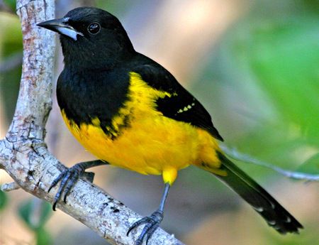 5 Fakta Bahama Oriole, Bernyanyi Bersama untuk Melindungi Wilayahnya