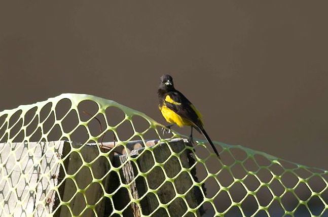 5 Fakta Bahama Oriole, Bernyanyi Bersama untuk Melindungi Wilayahnya