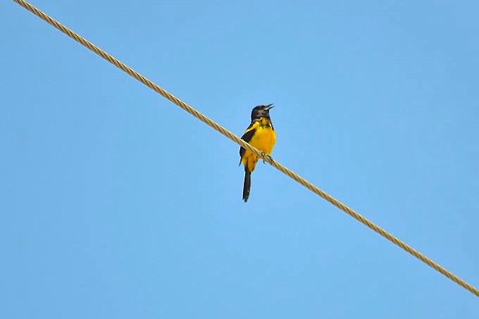 5 Fakta Bahama Oriole, Bernyanyi Bersama untuk Melindungi Wilayahnya