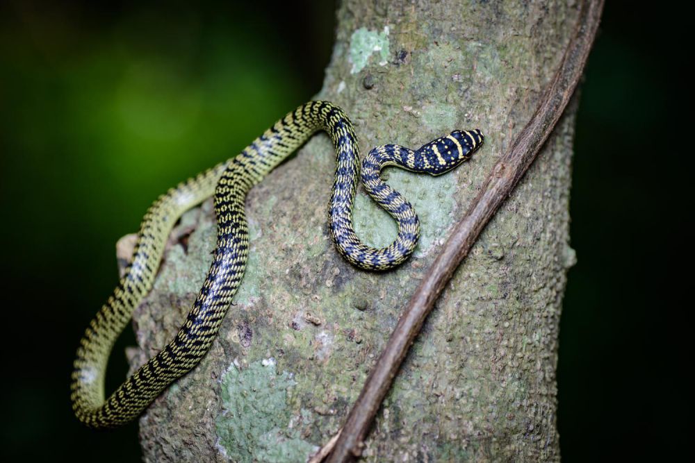 7 Fakta Unik Golden Tree Snake, Spesies Ular Terbang Terbesar!