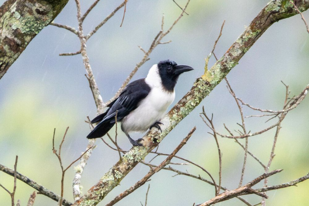 5 Fakta Menarik Gagak Sulawesi, Spesies Endemik dari Celebes