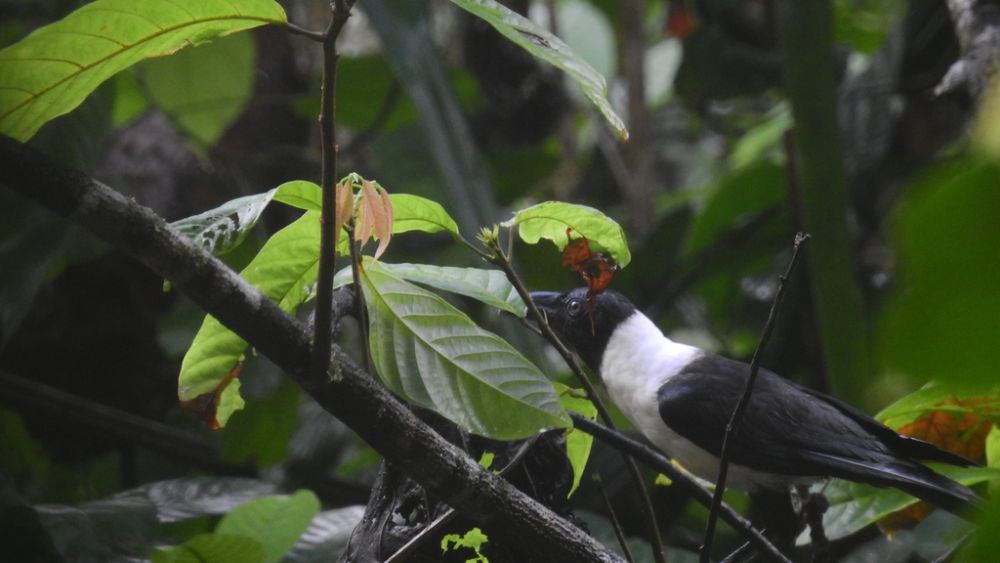 5 Fakta Menarik Gagak Sulawesi, Spesies Endemik dari Celebes