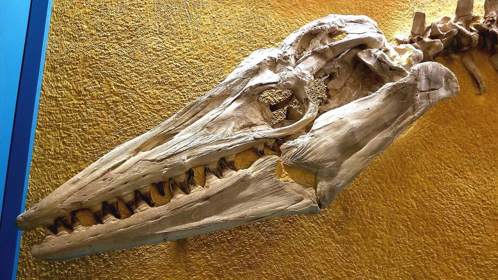 5 Fakta Unik Tylosaurus, Monster Laut Purba Pemakan Dinosaurus