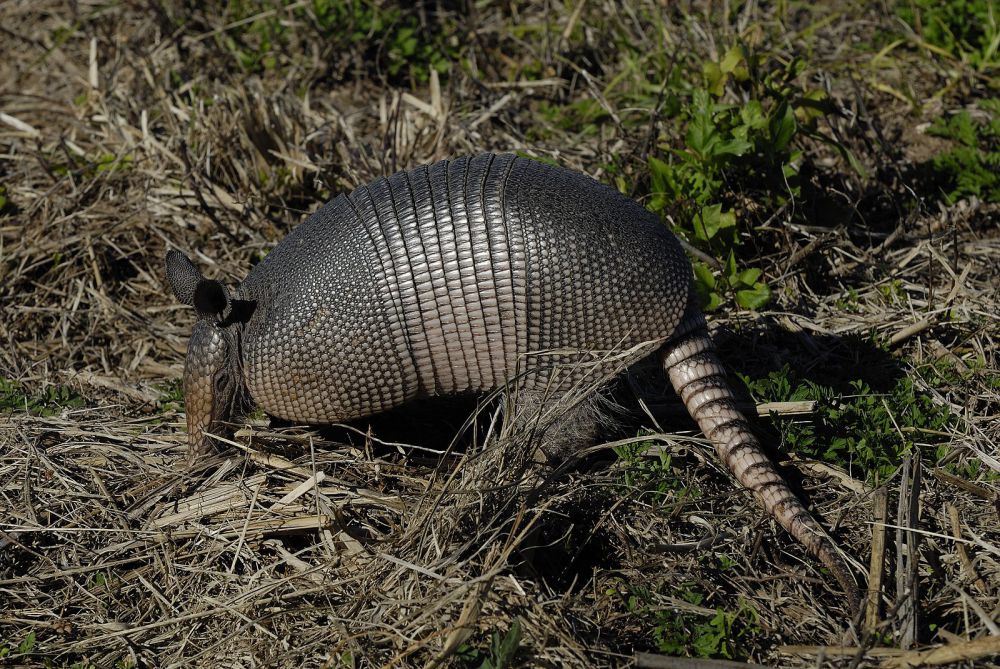 5 Hal Unik Armadillo Bergaris Sembilan yang Bikin Kamu Terpesona