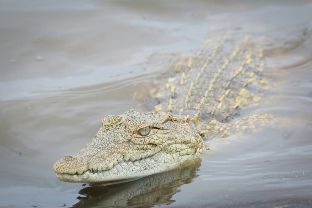 Buaya Terkam Pemancing di Riau, Kepala Terpisah dari Badan