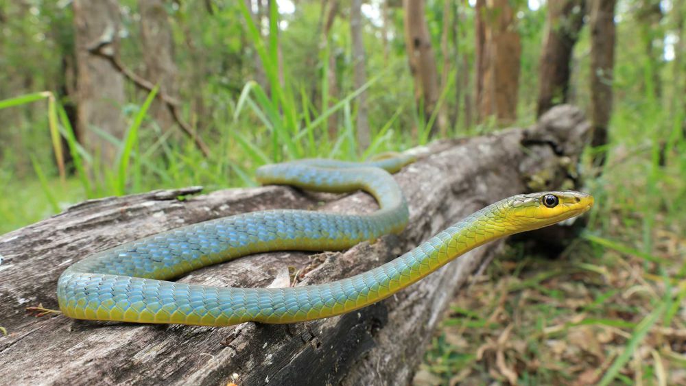 7 Fakta Unik Golden Tree Snake, Spesies Ular Terbang Terbesar!