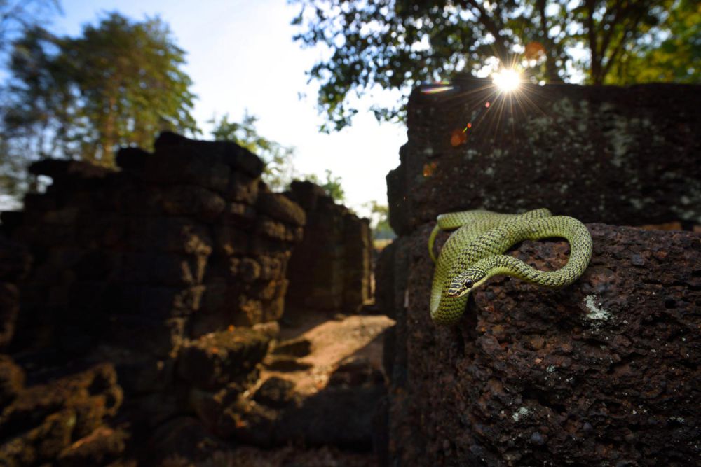 7 Fakta Unik Golden Tree Snake, Spesies Ular Terbang Terbesar!