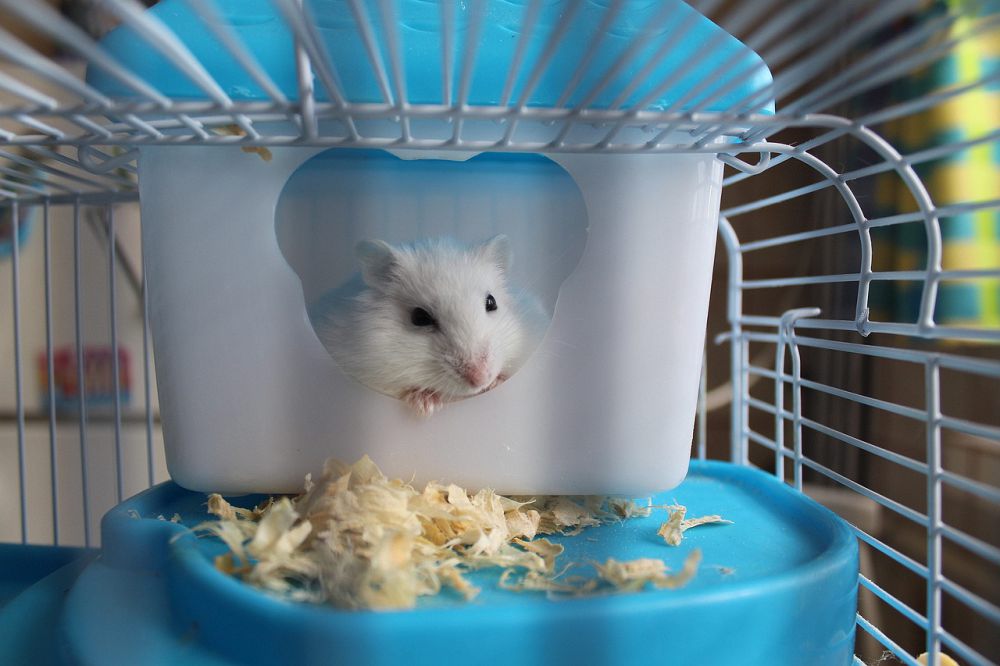 10 Penyebab Hamster Mati saat Dipelihara, Bukan Mati Konyol!