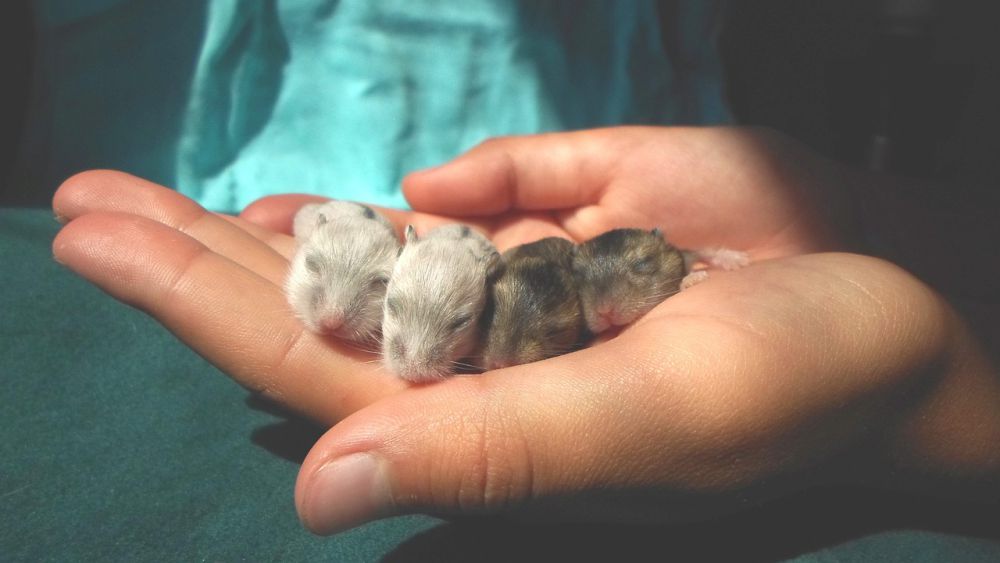 10 Penyebab Hamster Mati saat Dipelihara, Bukan Mati Konyol!