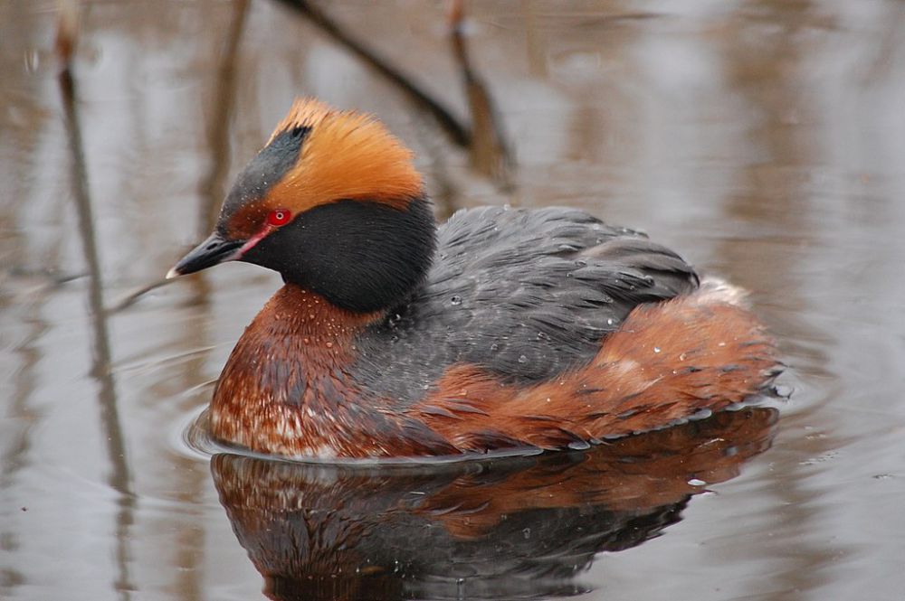 5 Fakta Horned Grebe, Burung Air Menawan Gemar Menyelam