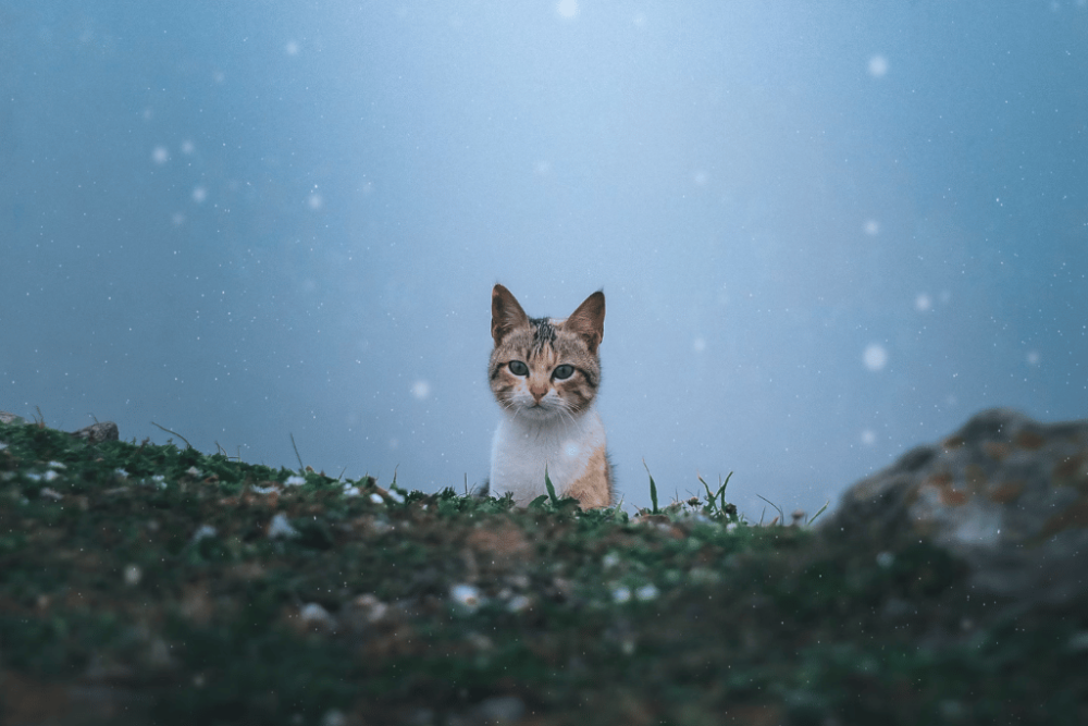 5 Perbedaan Sifat Kucing Jantan dan Betina, Calon Pemilik Wajib Tahu!