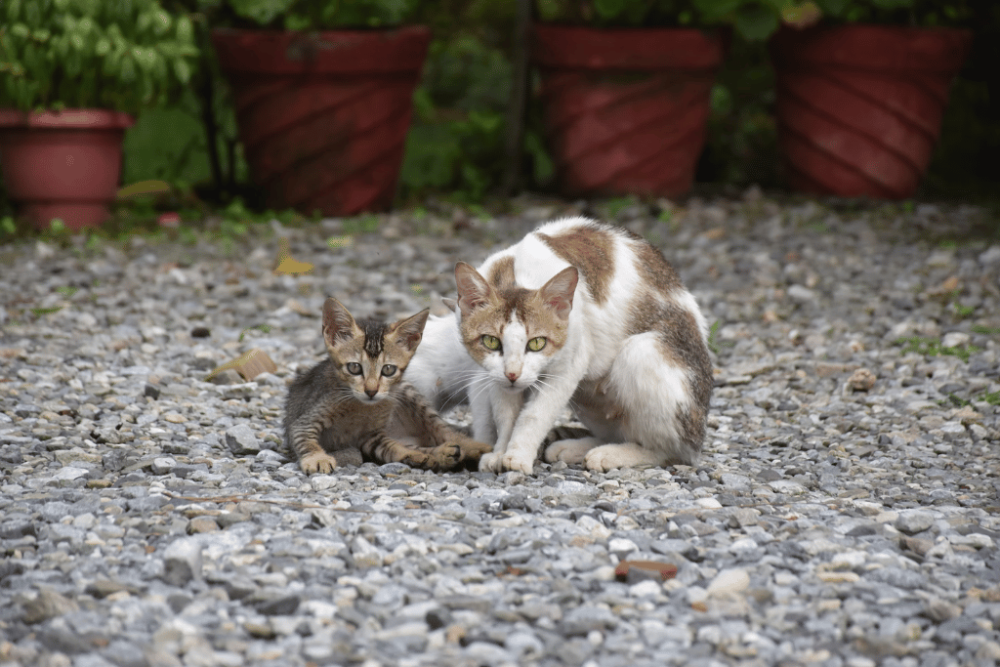 5 Perbedaan Sifat Kucing Jantan dan Betina, Calon Pemilik Wajib Tahu!