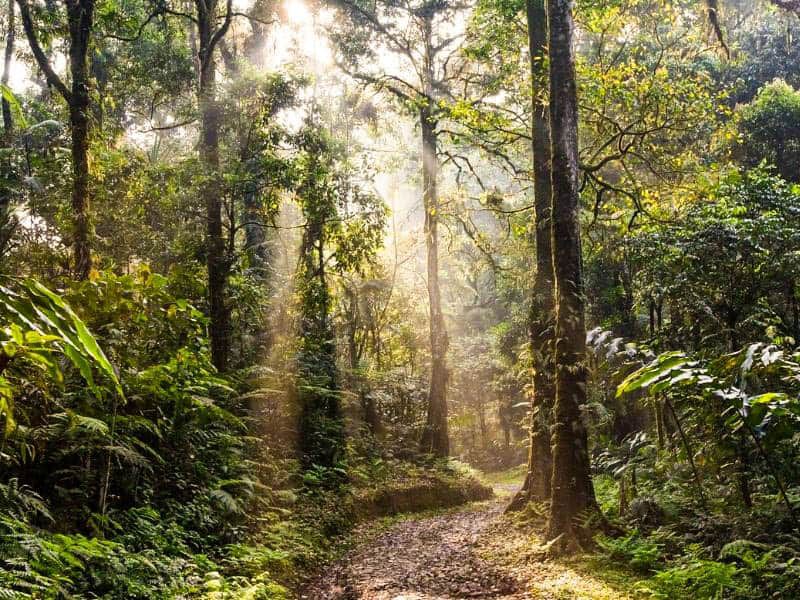 Cara Inovatif Hadapi Krisis Iklim dengan Model Pengelolaan Hutan Wakaf