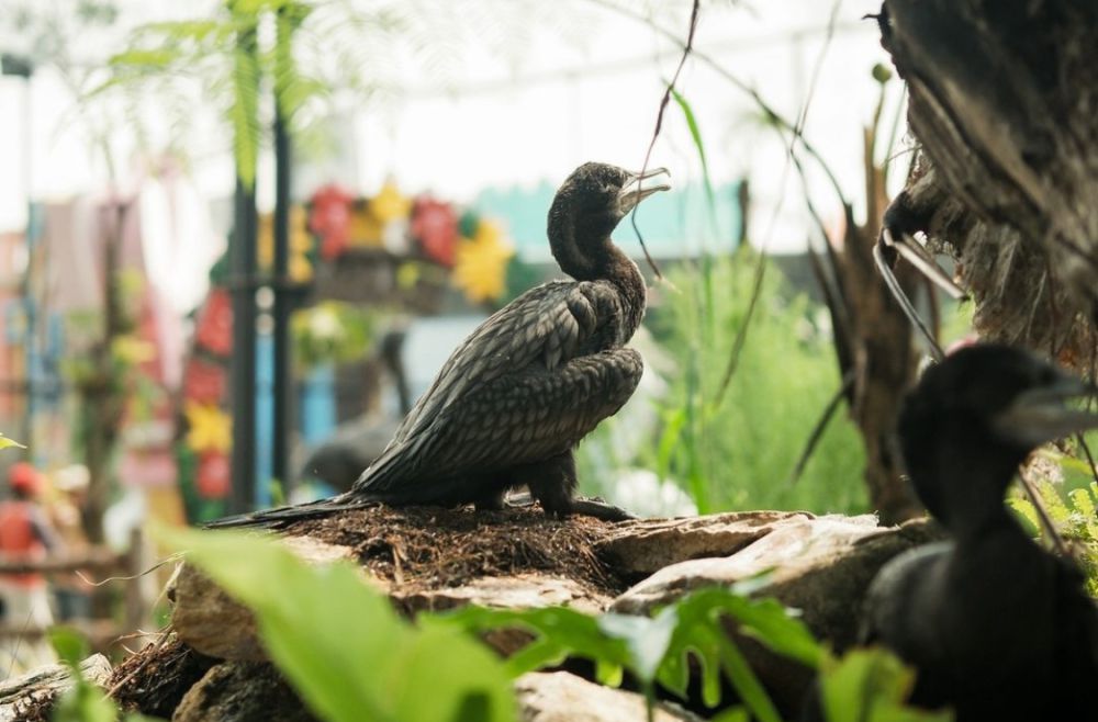 6 Aktivitas Seru di Ibarbo Park Jogja, Ada Kelas Bikin Bakpia