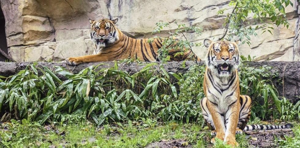 Harimau di Medan Zoo Tersisa 7 Ekor, Berikut Nama-nama dan Kondisinya