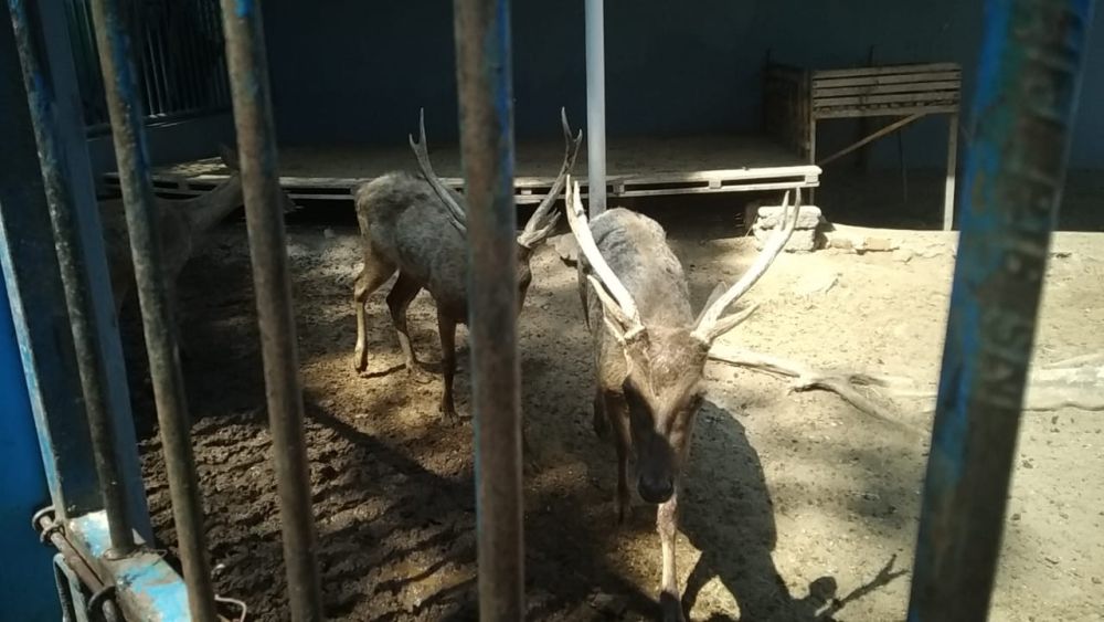 Cerita Sedih di Balik Penjualan Satwa Madiun Umbul Square