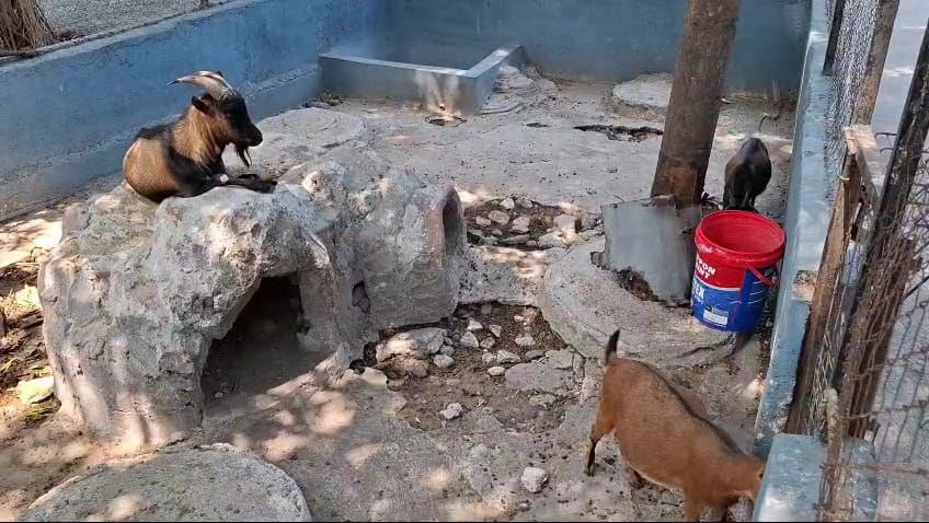 Cerita Sedih di Balik Penjualan Satwa Madiun Umbul Square