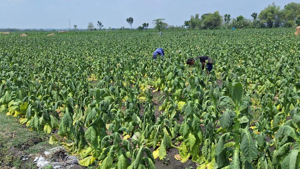 Diguyur Hujan Lebat, Puluhan Hektare Tembakau di Ngawi Gagal Panen