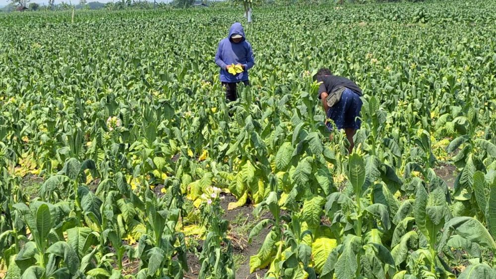 Diguyur Hujan Lebat, Puluhan Hektare Tembakau di Ngawi Gagal Panen