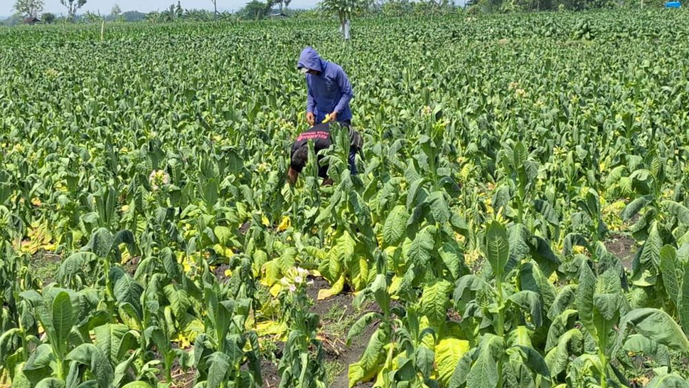 Diguyur Hujan Lebat, Puluhan Hektare Tembakau di Ngawi Gagal Panen