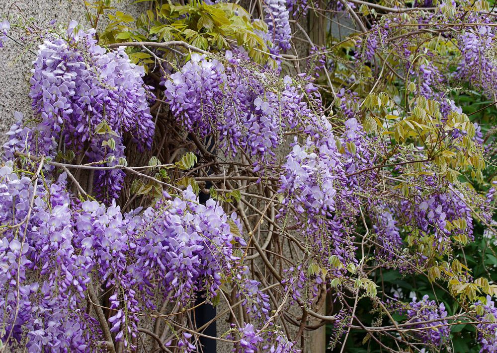 10 Rekomendasi Bunga Warna Ungu, Cantik untuk Kebun Kamu 