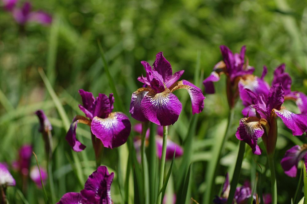 10 Rekomendasi Bunga Warna Ungu, Cantik untuk Kebun Kamu 