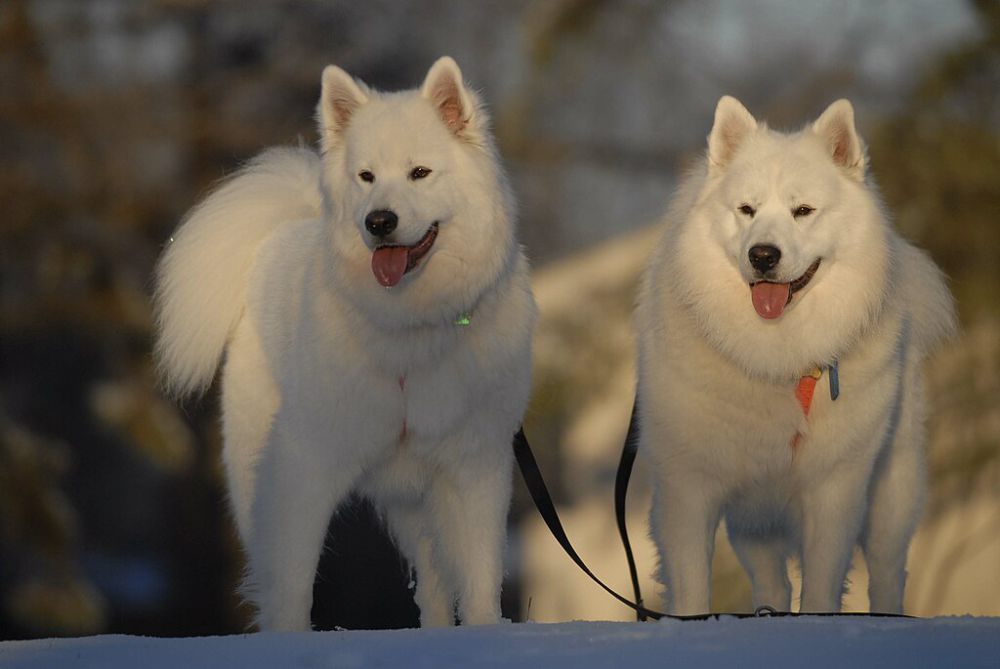 5 Fakta Anjing Samoyed, Salah Satu Jenis Ras Anjing Termahal