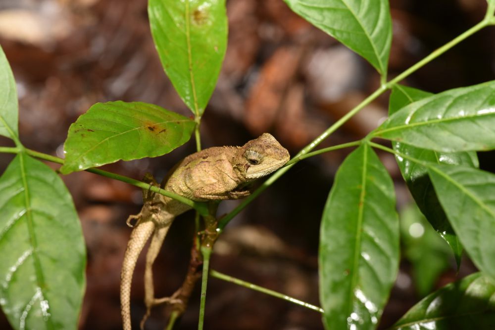 5 Fakta Menarik Japalure Taiwan, Kadal Kecil yang Mampu Berhibernasi