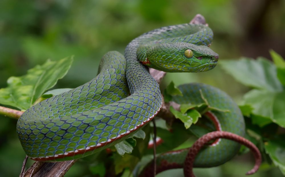 5 Ular Pohon Paling Umum di Indonesia, Bikin Parno Para Petani