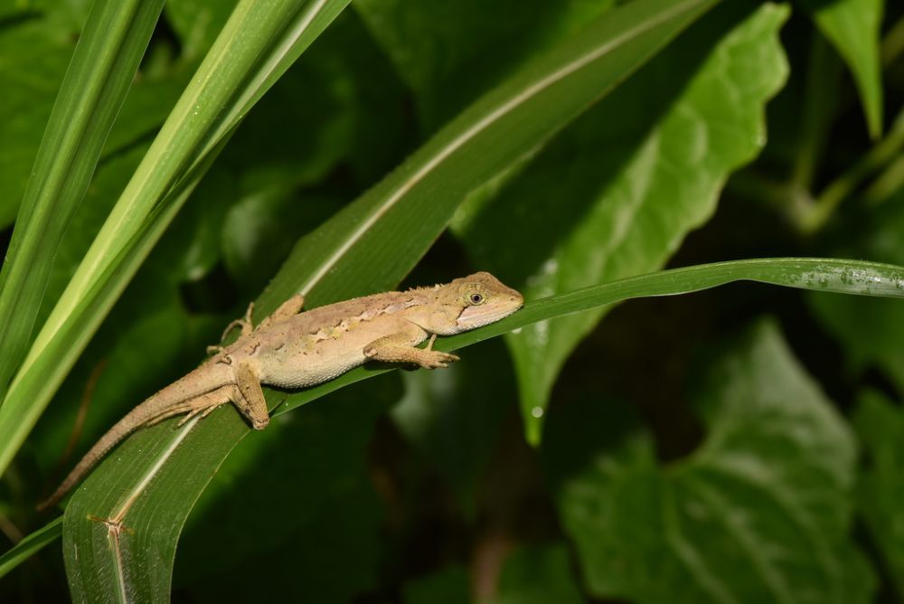 5 Fakta Menarik Japalure Taiwan, Kadal Kecil yang Mampu Berhibernasi