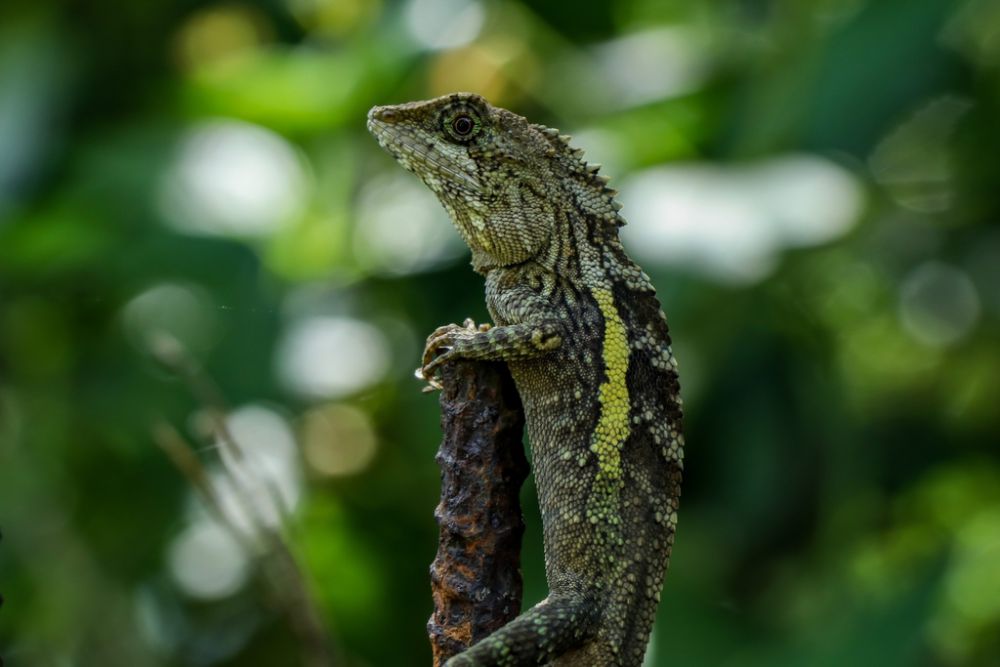 5 Fakta Menarik Japalure Taiwan, Kadal Kecil yang Mampu Berhibernasi