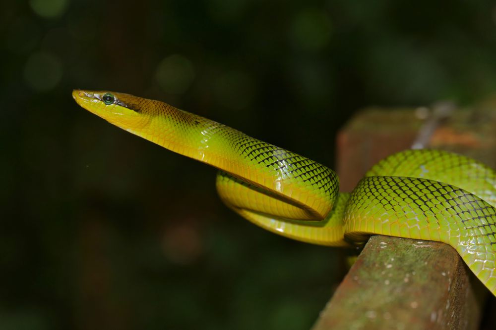 5 Ular Pohon Paling Umum di Indonesia, Bikin Parno Para Petani