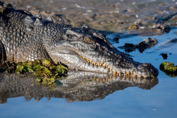 6 Reptil yang Menghuni Daerah Bakau, Beberapa Harus Diwaspadai!