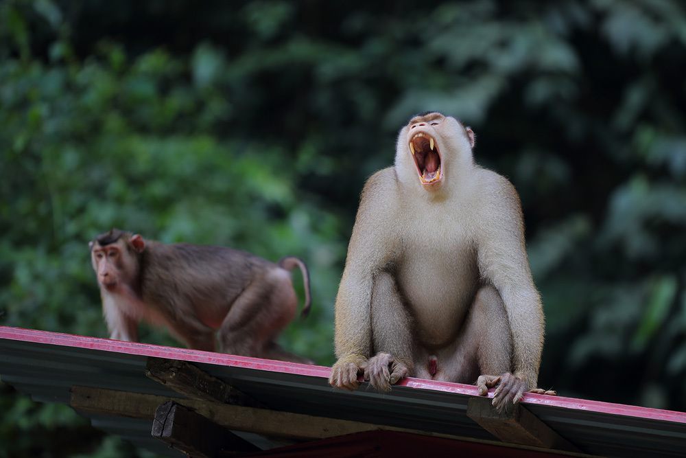 5 Fakta Unik Beruk Ekor Babi Kepulauan Sunda, Endemik Asia Tenggara!