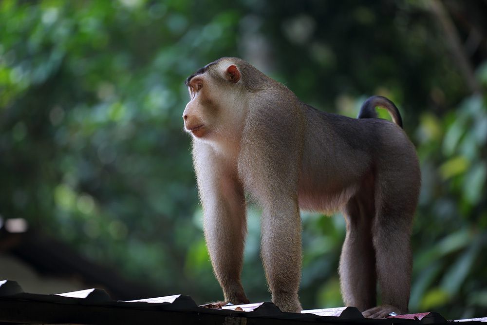 5 Fakta Unik Beruk Ekor Babi Kepulauan Sunda, Endemik Asia Tenggara!