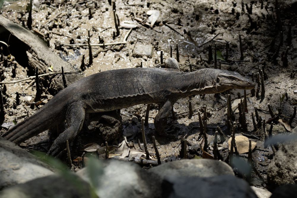 6 Reptil yang Menghuni Daerah Bakau, Beberapa Harus Diwaspadai!