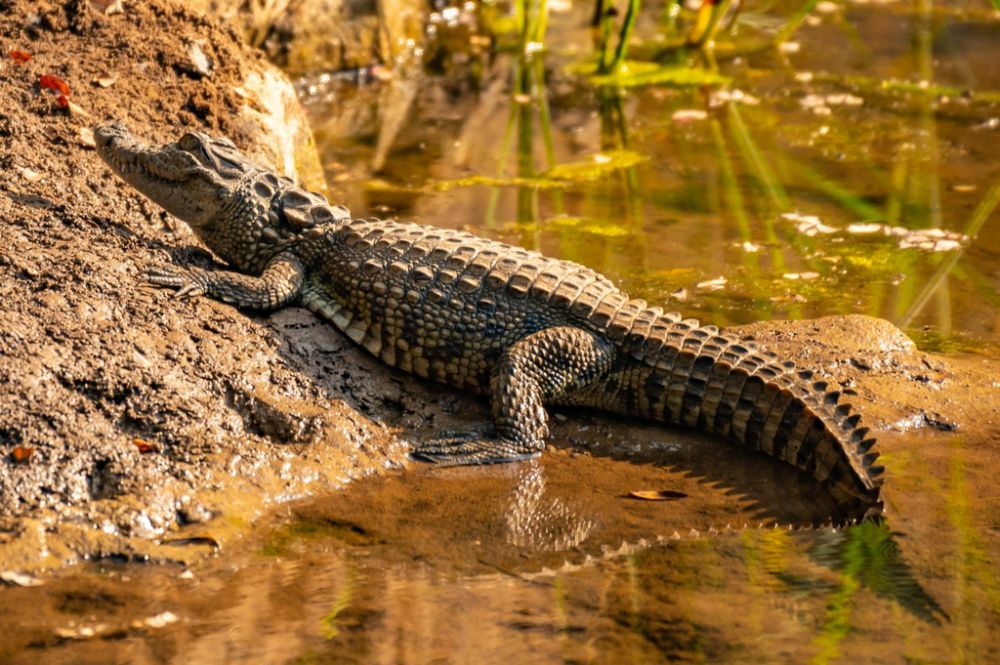 5 Fakta Unik Buaya Rawa, Dianggap Suci dan Sakral di Beberapa Daerah!