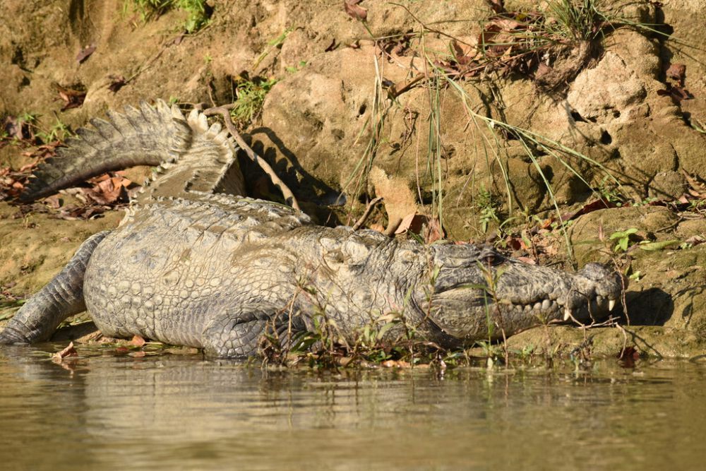 5 Fakta Unik Buaya Rawa, Dianggap Suci dan Sakral di Beberapa Daerah!