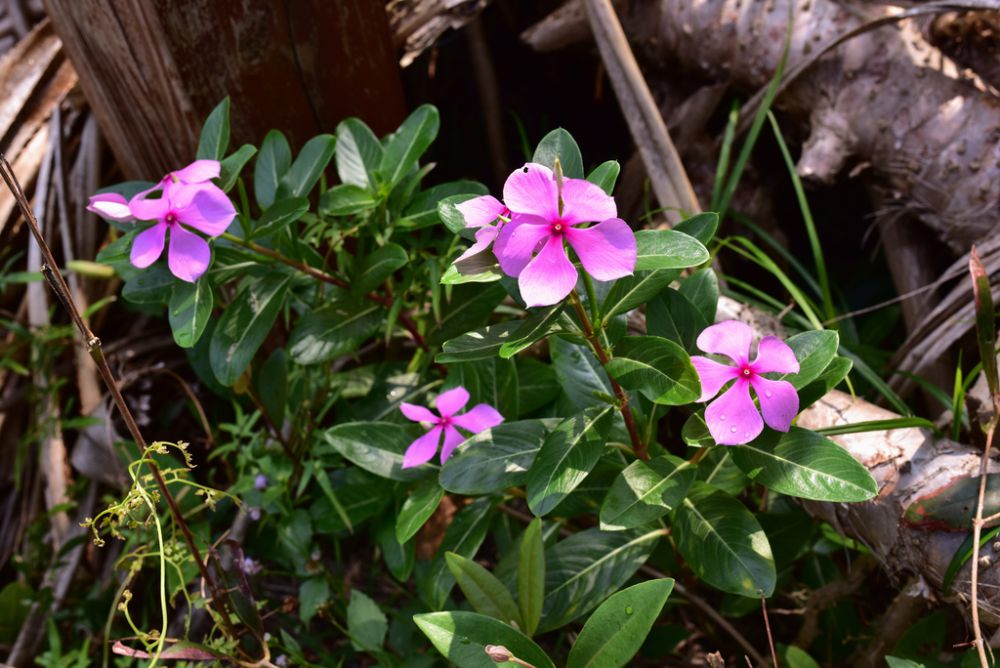 7 Tanaman Hias Penahan Erosi untuk Kebun Lahan Miring